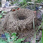 Sugar Ant mounds (nests)