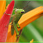 Rice Grasshopper (Nymph)