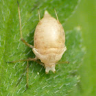 Pentatomoidea bug nymph