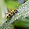 Bamboo Longhorn Beetle