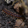 Red-legged Centipede