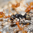 Weaver ants hunting