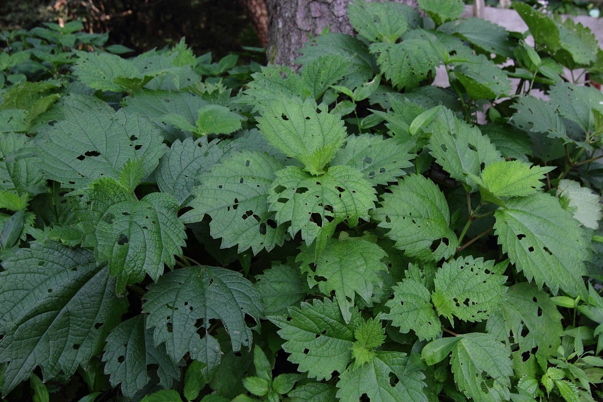Urticaceae Weed Project Noah