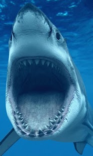 Free Fish HD Wallpaper APK for PC