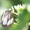 Tiger Moth Nyctemera sp.