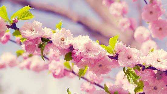 How to download pink cherry live wallpaper lastet apk for android