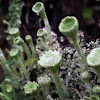 Real Cup Lichen