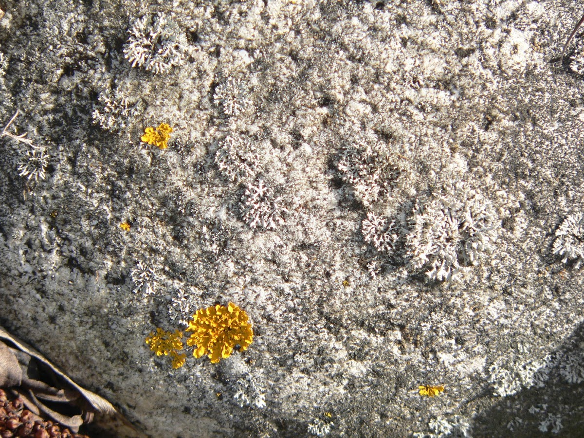 crustose lichen and a foliose lichen