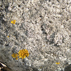 crustose lichen and a foliose lichen
