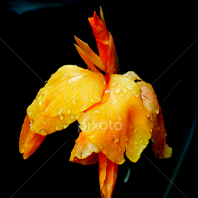 by Vijayendra Venkatesh - Flowers Single Flower