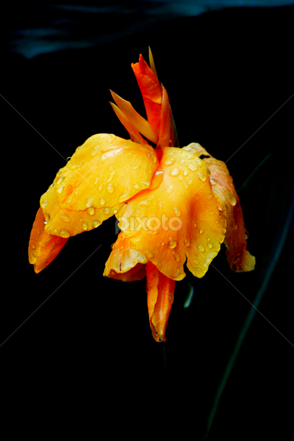 by Vijayendra Venkatesh - Flowers Single Flower