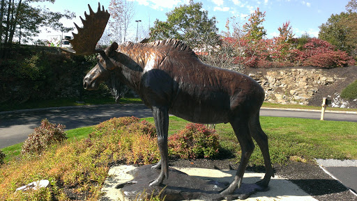 Hampton Moose
