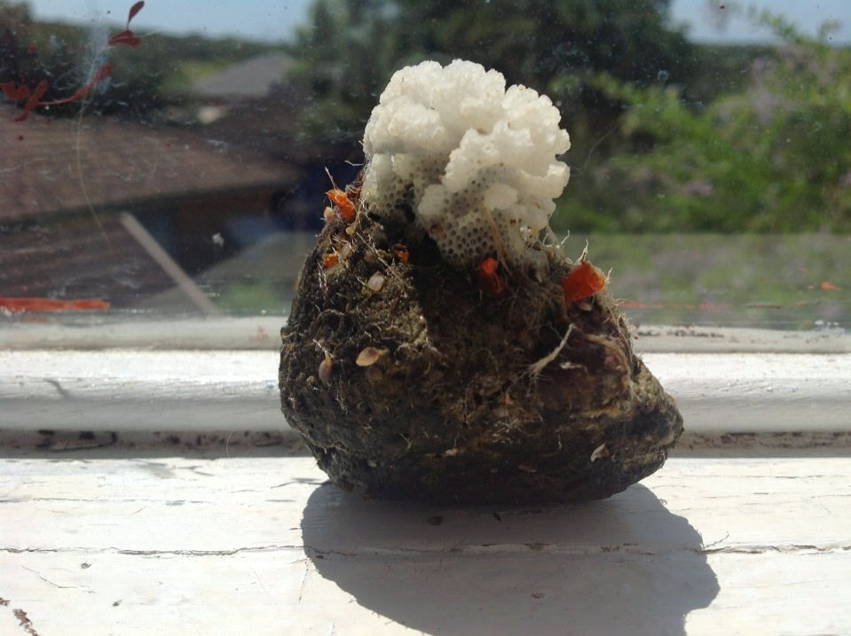 Coral on pumice