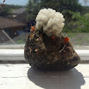 Coral on pumice