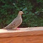 Mourning Dove or Turtle Dove