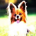 3D cute dog 88