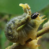 Sawfly larva needs a hug