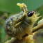 Sawfly larva needs a hug