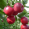 CrimsonCrisp apple