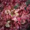 Leaf Lettuce (lollo rosso)