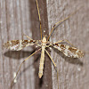 Cranefly carrying Pseudoscorpion