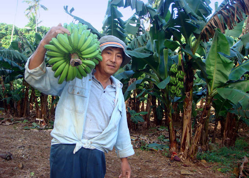 A banana plantation worker in the Cook Islands.