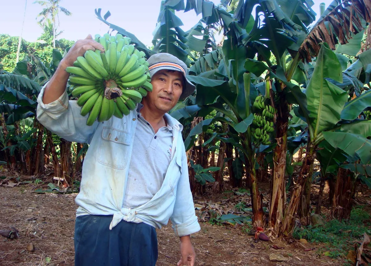 banana-plantation-cook-islands - A banana plantation worker in the Cook Islands.