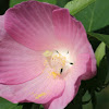 rose mallow