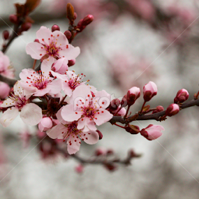Blossoms by Chris Taylor - Flowers Tree Blossoms