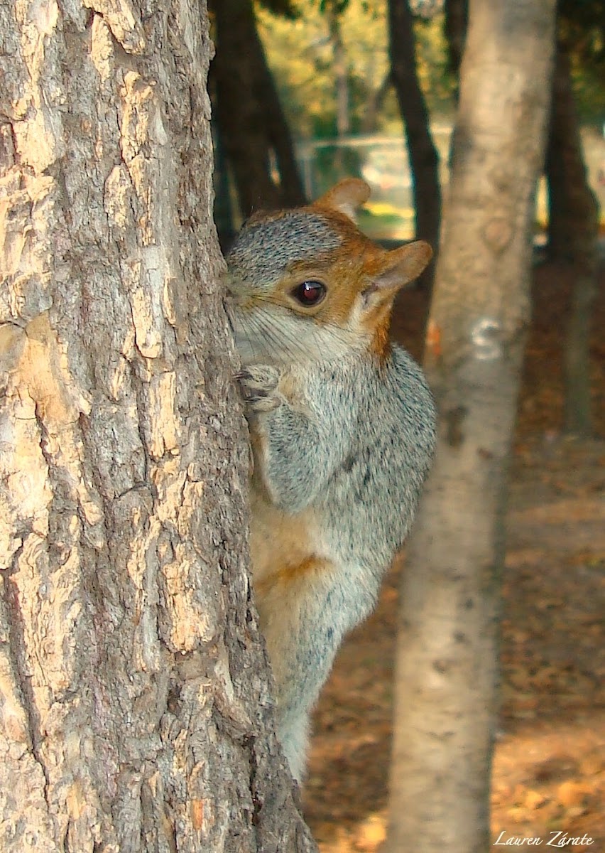 Red Bellied Squirrel