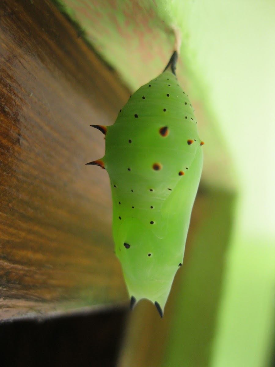 Rusty-tipped Page Chrysalis