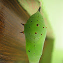 Rusty-tipped Page Chrysalis