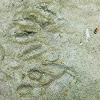 Common Raccoon (Foot prints in mud)