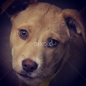 Puppy behaviour profile. by Rusty Jhorn - Uncategorized All Uncategorized