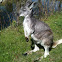 Wallaroo