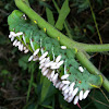 Carolina sphinx (larva) - aka "tobacco hornworm"