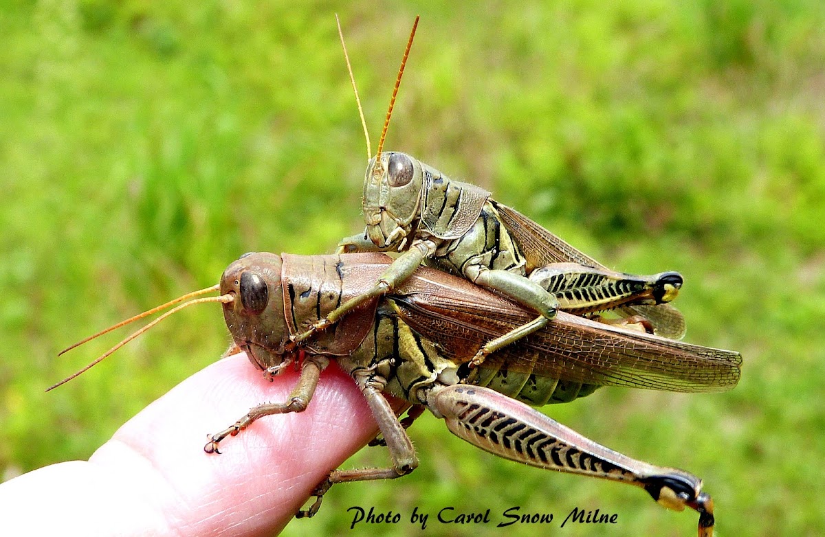 Differential Grasshoppers Mating