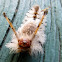 Southern Tussock Moth