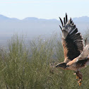 ferruginous hawk