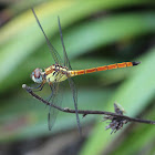 Red Swamp Dragonfly