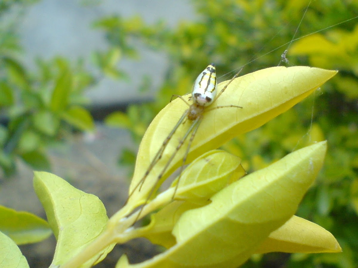 Silver orb spider