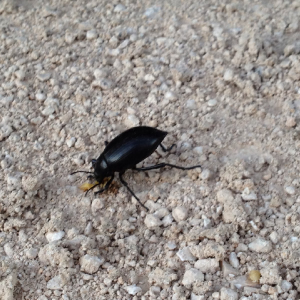 Desert Stink Beetle