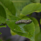 caterpillar