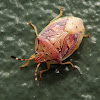 Red-Brown Shield Bug