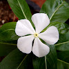 Catarantus, vinca de Madagascar