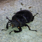 Stag Beetle (Female)