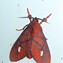 Ernessa tiger moth
