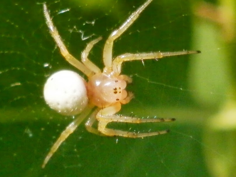 Sixspotted Orb Weaver