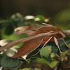 Theretra Sphinx Moth