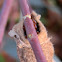 Less-stick Case Moth larva